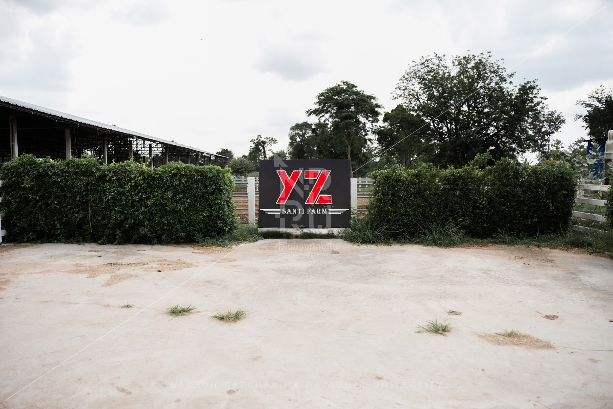 YZ Beef Cattle Farm in Si Khio District (3)